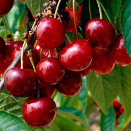 Cherry tree Bigarreau Gant d'Hedelfingen